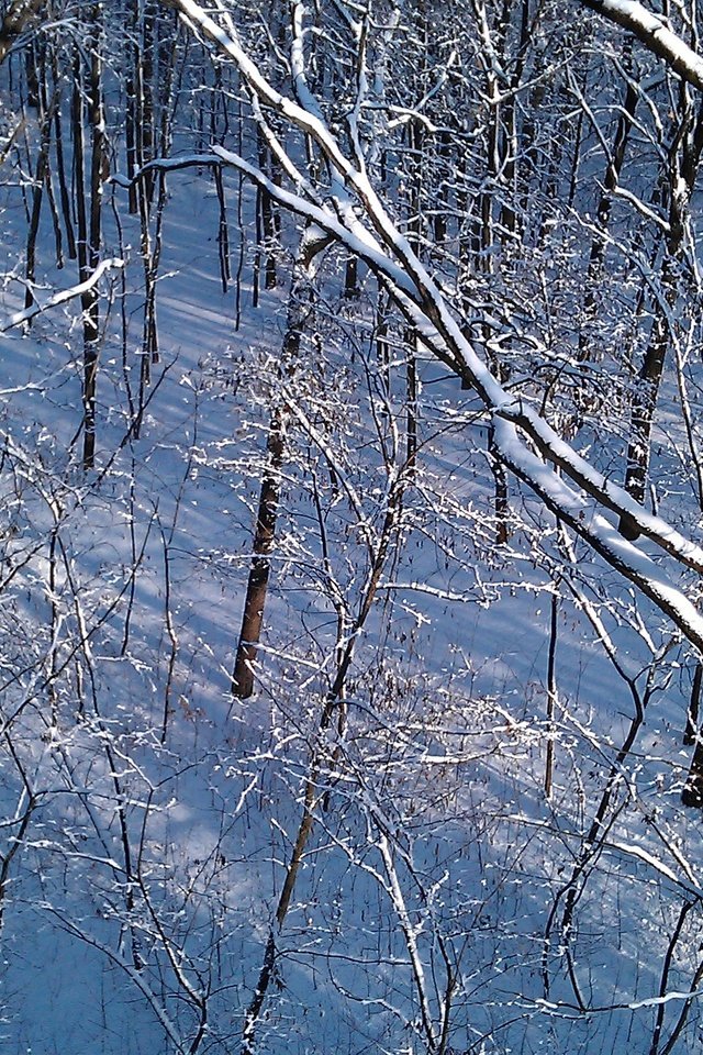 Обои деревья, снег, природа, зима, пейзаж, стволы, trees, snow, nature, winter, landscape, trunks разрешение 2592x1552 Загрузить