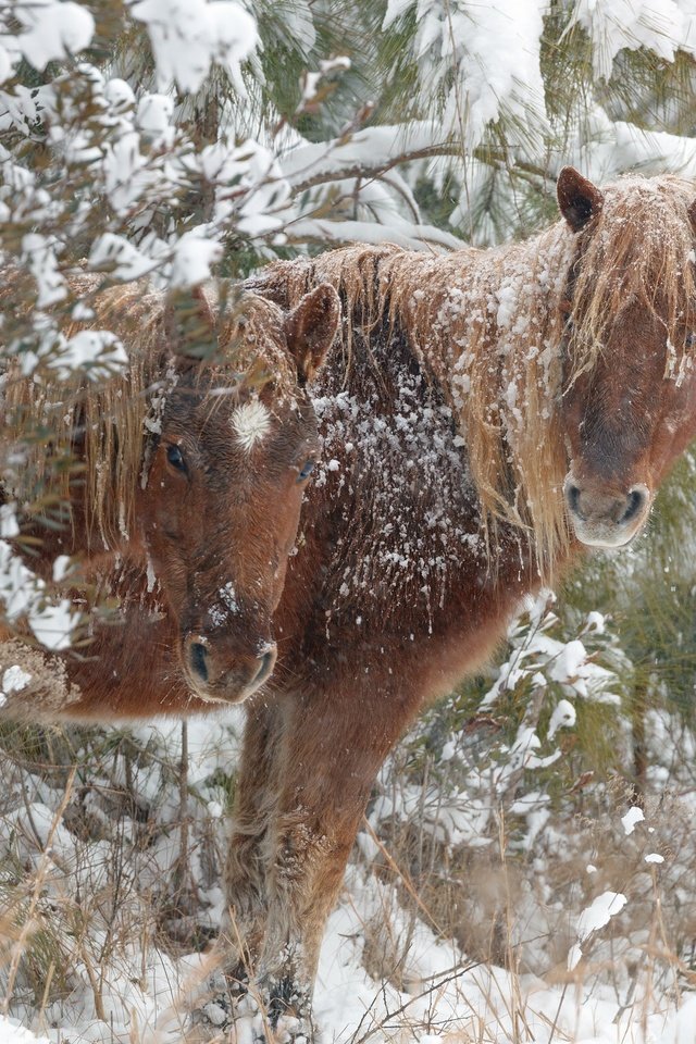 Обои снег, зима, лошади, кони, snow, winter, horse, horses разрешение 2048x1546 Загрузить