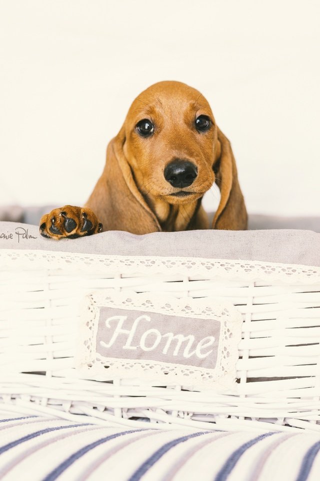 Обои глаза, взгляд, собака, дом, такса, уют, eyes, look, dog, house, dachshund, comfort разрешение 2048x1365 Загрузить