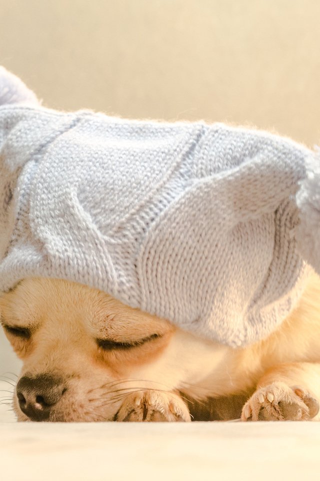 Обои собака, спит, шапка, чихуахуа, bianca badosa, dog, sleeping, hat, chihuahua разрешение 3025x2121 Загрузить