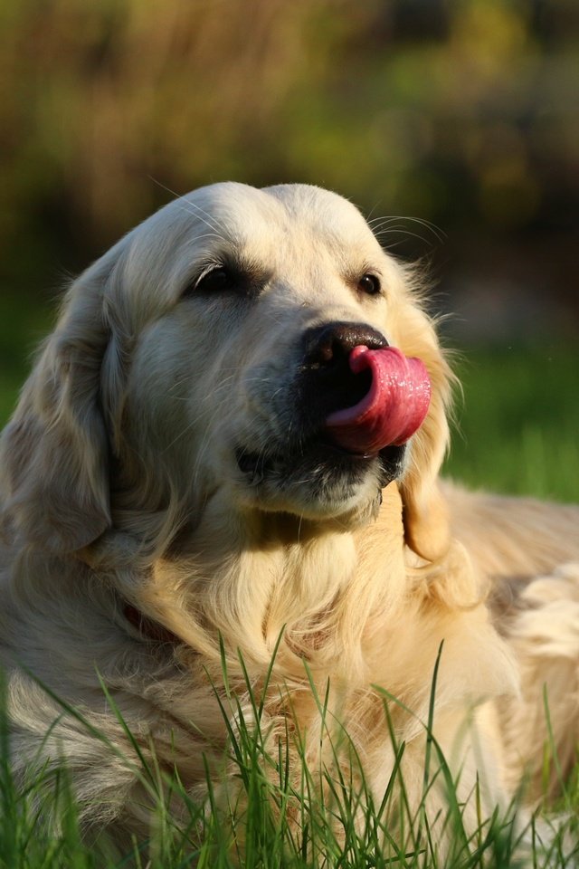 Обои собака, травка, язык, ретривер, золотистый ретривер, dog, weed, language, retriever, golden retriever разрешение 1920x1280 Загрузить