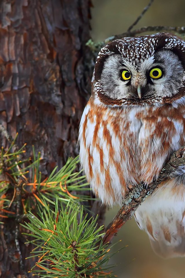 Обои сова, ветка, сидит, птица, ель, на, зеленоглазая, owl, branch, sitting, bird, spruce, on, green-eyed разрешение 2048x1365 Загрузить