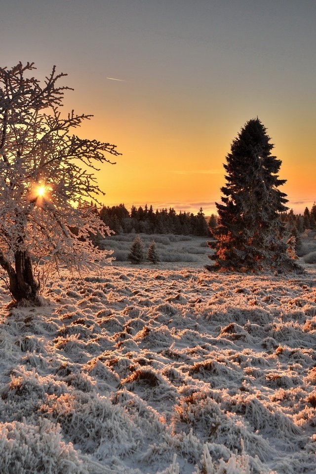 Обои свет, деревья, дерево, зима, утро, иней, light, trees, tree, winter, morning, frost разрешение 2560x1663 Загрузить