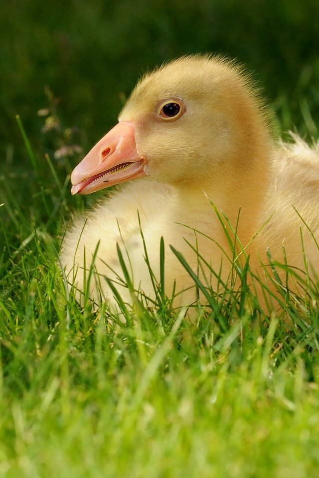 Обои трава, гусенок, птенец, природа, лето, птица, малыш, язык, гусь, grass, gosling, chick, nature, summer, bird, baby, language, goose разрешение 3337x1877 Загрузить