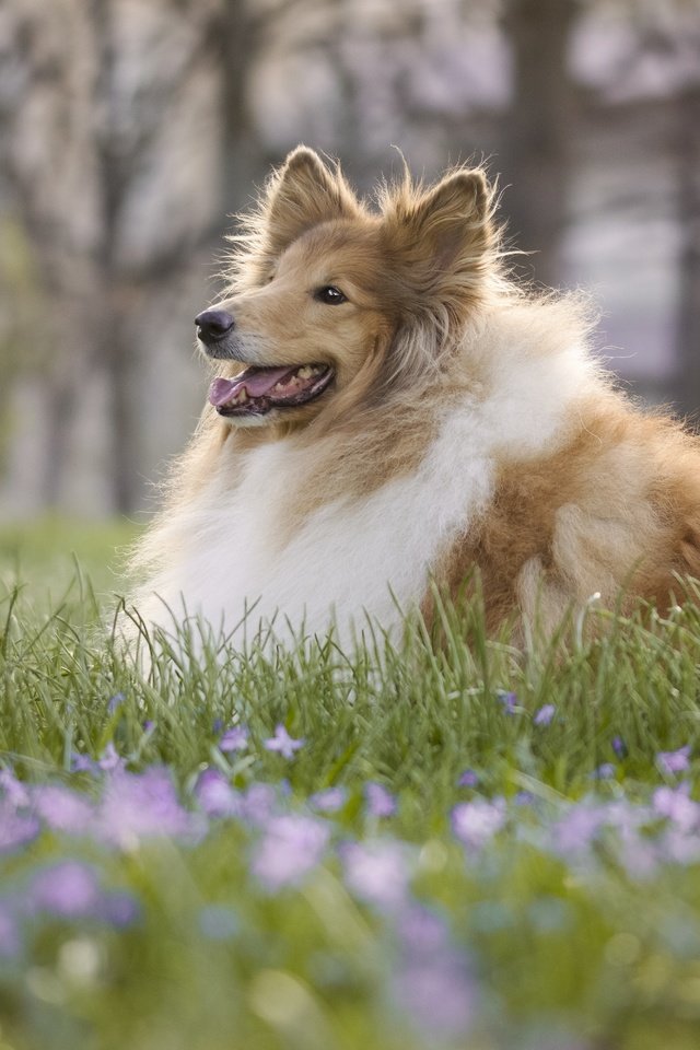 Обои цветы, трава, собака, боке, колли, длинношёрстный колли, flowers, grass, dog, bokeh, collie, rough collie разрешение 6000x4000 Загрузить