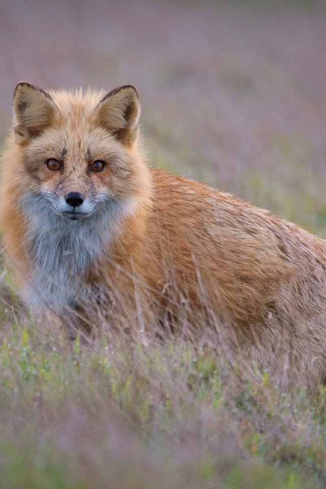 Обои трава, взгляд, рыжая, лиса, боке, grass, look, red, fox, bokeh разрешение 2560x1981 Загрузить