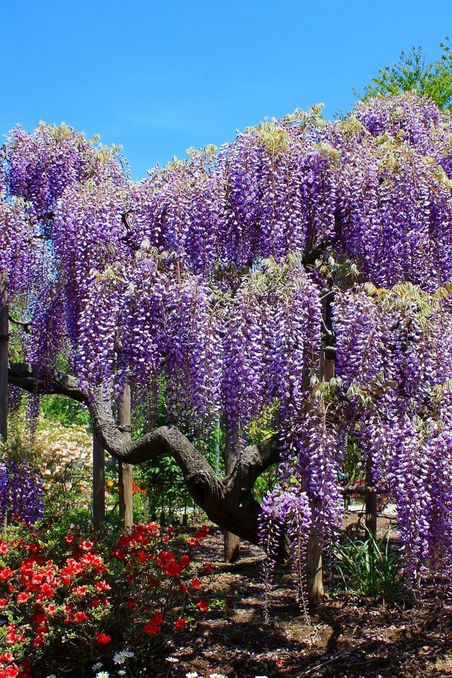 Обои деревья, цветение, парк, весна, тюльпаны, глициния, вистерия, trees, flowering, park, spring, tulips, wisteria разрешение 4000x2667 Загрузить