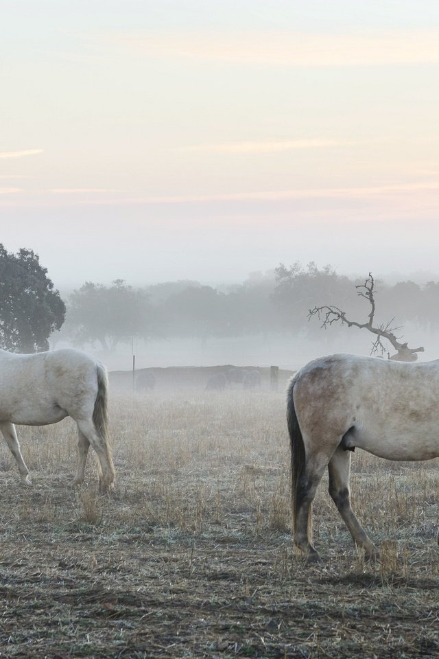Обои утро, туман, кони, morning, fog, horses разрешение 2048x1356 Загрузить