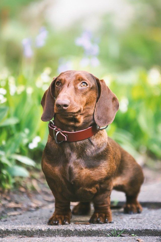 Обои зелень, взгляд, собака, друг, ошейник, такса, greens, look, dog, each, collar, dachshund разрешение 2048x1365 Загрузить