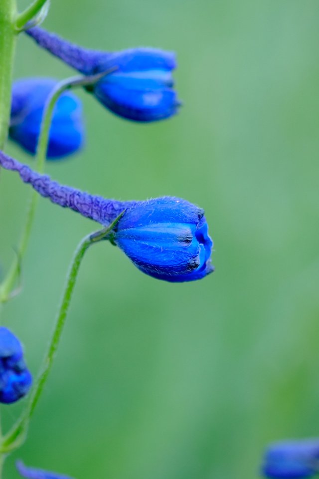 Обои цветы, синие, дельфиниум, jazzmatica, flowers, blue, delphinium разрешение 4896x2760 Загрузить