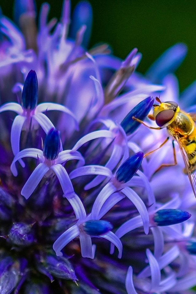 Обои насекомое, цветок, пчела, insect, flower, bee разрешение 1938x1276 Загрузить