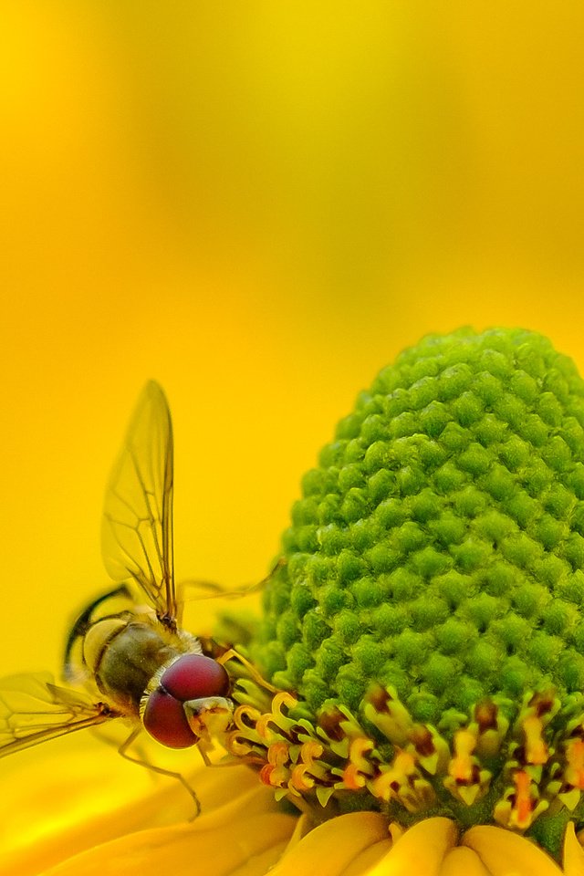 Обои желтый, макро, насекомое, фон, цветок, пчела, рудбекия, yellow, macro, insect, background, flower, bee, rudbeckia разрешение 2072x1324 Загрузить