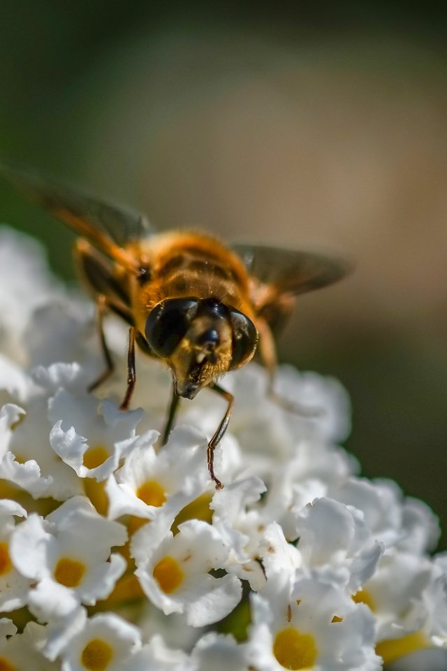 Обои цветы, насекомое, муха, журчалка, flowers, insect, fly, gorzalka разрешение 3575x2740 Загрузить