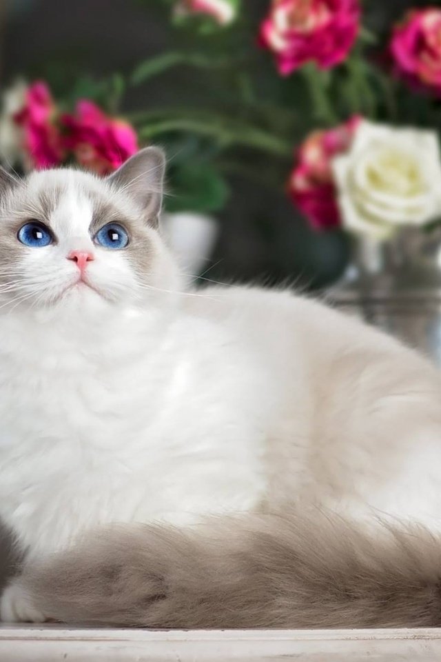 Обои цветы, кот, розы, кошка, взгляд, голубые глаза, рэгдолл, регдолл, flowers, cat, roses, look, blue eyes, ragdoll разрешение 1920x1200 Загрузить