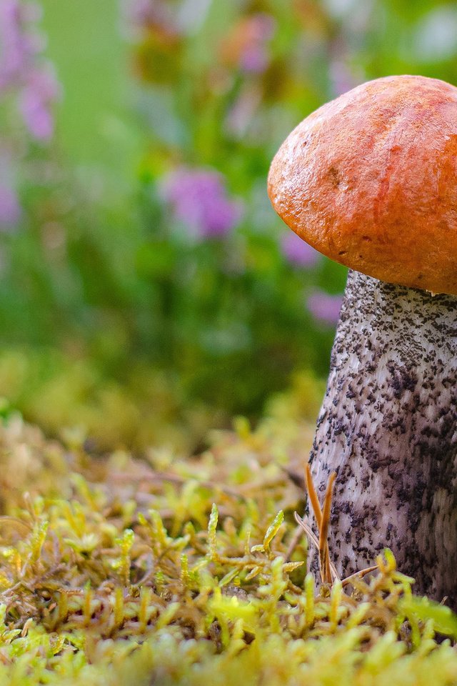 Обои цветы, подосиновик, трава, лес, макро, осень, гриб, мох, ягоды, flowers, boletus, grass, forest, macro, autumn, mushroom, moss, berries разрешение 2880x1800 Загрузить