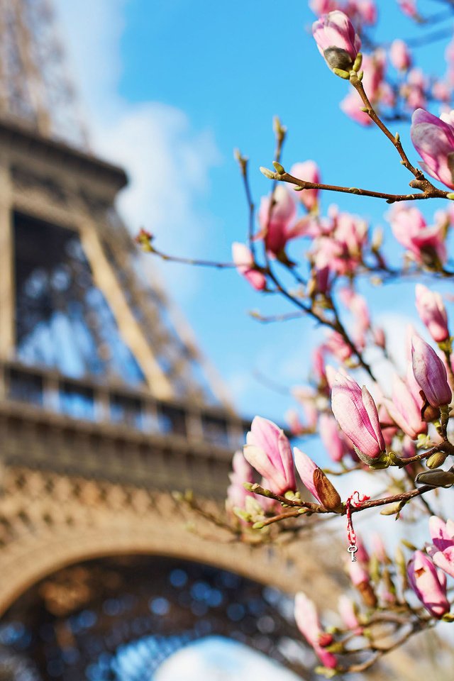 Обои париж, весна, франция, эйфелева башня, магнолия, paris, spring, france, eiffel tower, magnolia разрешение 2880x1800 Загрузить