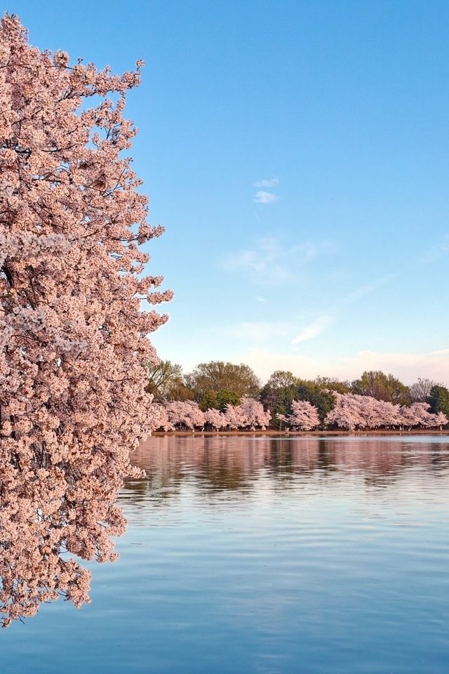 Обои небо, вода, цветение, пейзаж, весна, сакура, the sky, water, flowering, landscape, spring, sakura разрешение 1920x1080 Загрузить