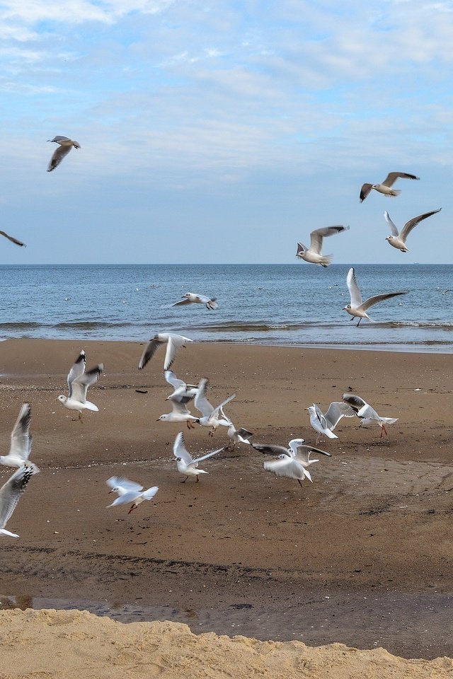 Обои море, полет, пляж, крылья, птицы, чайки, sea, flight, beach, wings, birds, seagulls разрешение 1920x1276 Загрузить