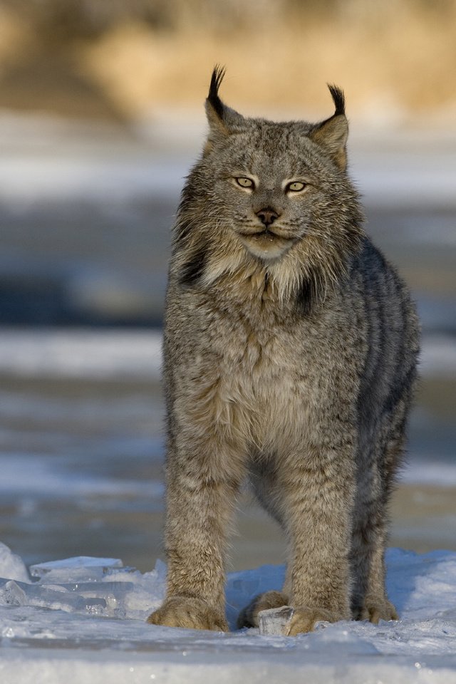 Обои зима, рысь, хищник, большая кошка, канада, winter, lynx, predator, big cat, canada разрешение 2560x1600 Загрузить