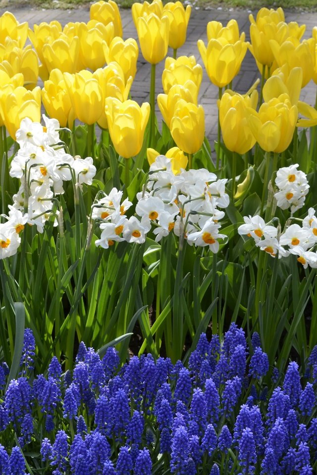 Обои цветы, весна, тюльпаны, нарциссы, гиацинты, весенние цветы, flowers, spring, tulips, daffodils, hyacinths, spring flowers разрешение 2899x1920 Загрузить