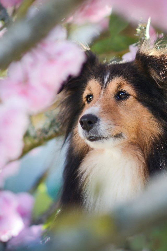 Обои морда, ветки, собака, весна, шелти, шетландская овчарка, face, branches, dog, spring, sheltie, shetland sheepdog разрешение 2048x1365 Загрузить