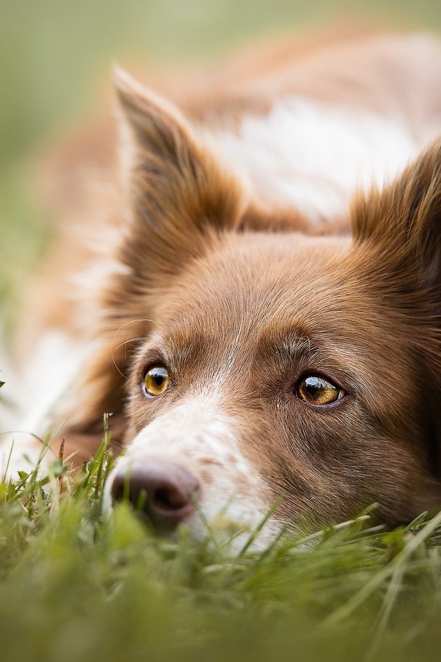 Обои глаза, трава, взгляд, бабочка, собака, бордер-колли, cecilia zuccherato, eyes, grass, look, butterfly, dog, the border collie разрешение 2048x1367 Загрузить