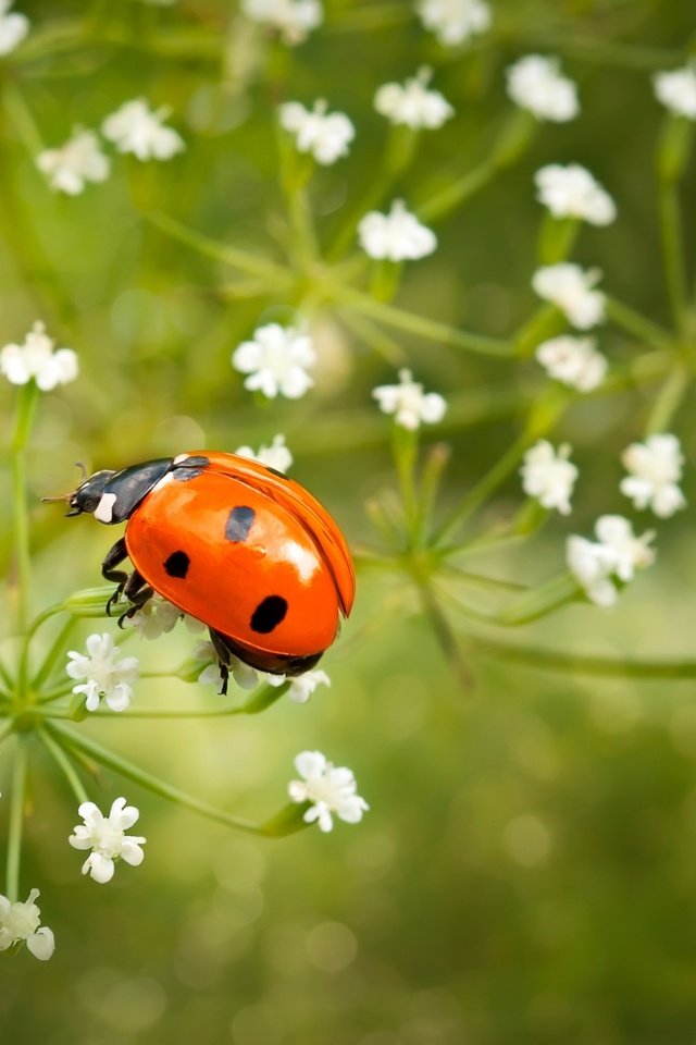 Обои цветы, насекомое, божья коровка, крупный план, flowers, insect, ladybug, close-up разрешение 2500x1569 Загрузить