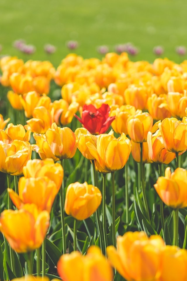 Обои цветы, лепестки, красный, тюльпаны, тюльпан, желтые, flowers, petals, red, tulips, tulip, yellow разрешение 5000x3333 Загрузить