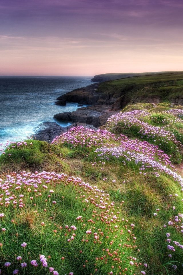 Обои цветы, вечер, скалы, берег, море, побережье, flowers, the evening, rocks, shore, sea, coast разрешение 2560x1707 Загрузить