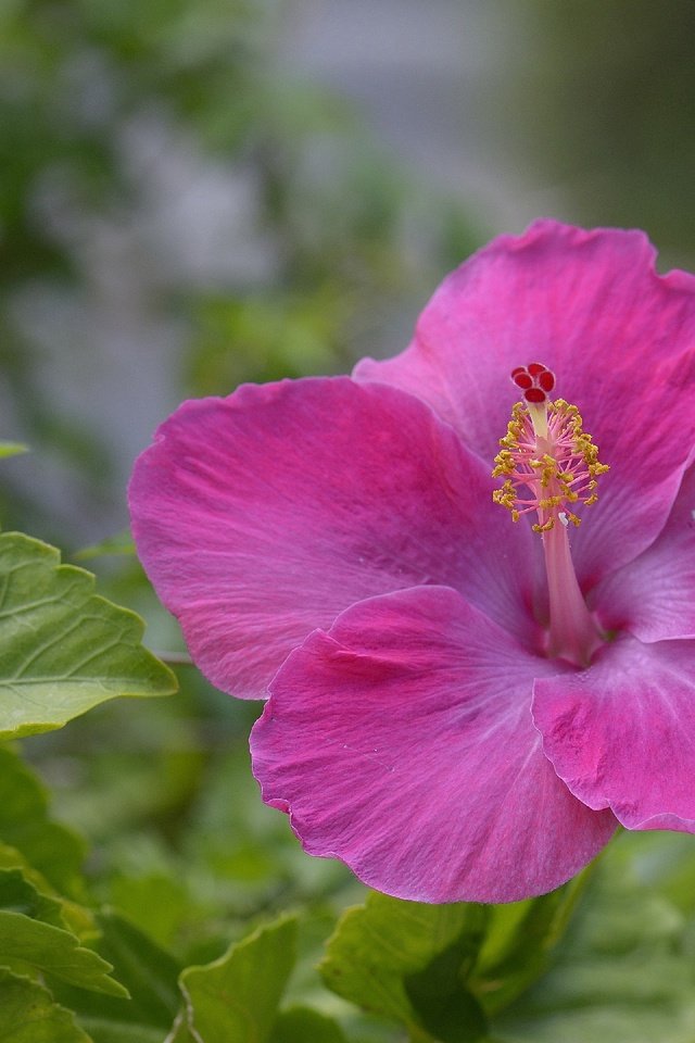 Обои листья, цветок, лепестки, розовый, гибискус, leaves, flower, petals, pink, hibiscus разрешение 2880x1920 Загрузить
