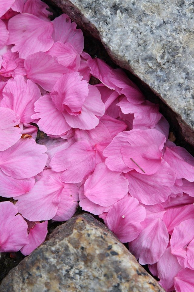 Обои камни, макро, лепестки, розовые, сакура, stones, macro, petals, pink, sakura разрешение 2880x1920 Загрузить