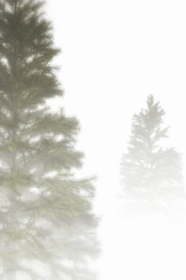 Обои природа, дерево, туман, ель, крона, nature, tree, fog, spruce, crown разрешение 3368x1901 Загрузить