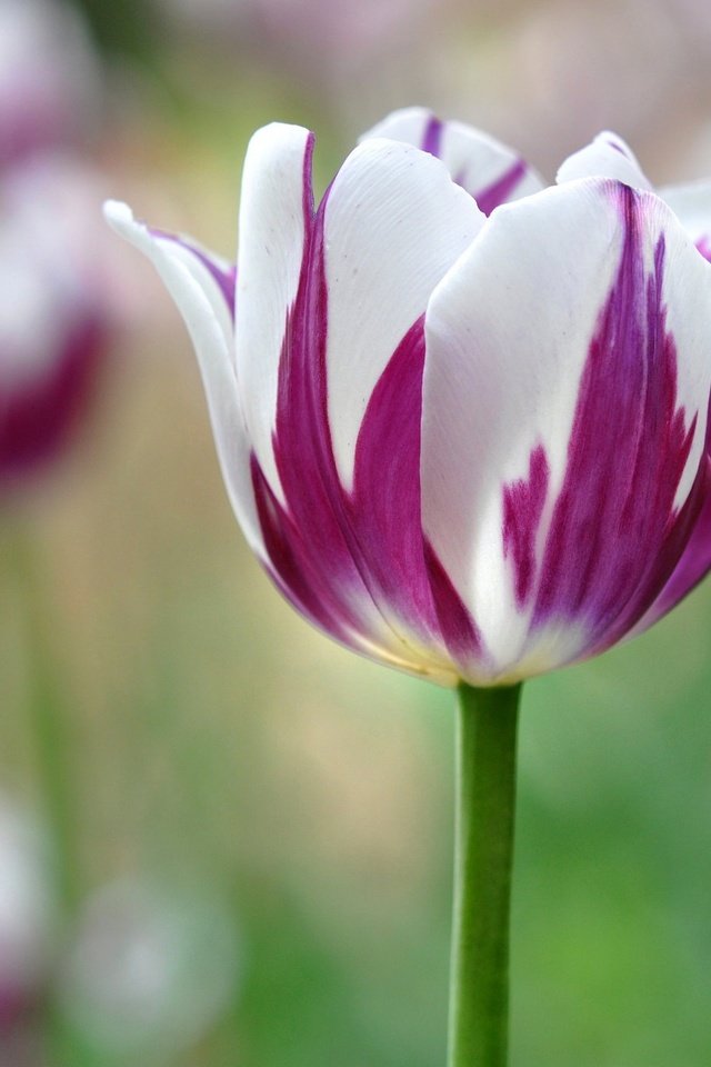 Обои цветы, природа, бутоны, лепестки, весна, тюльпан, flowers, nature, buds, petals, spring, tulip разрешение 2048x1360 Загрузить