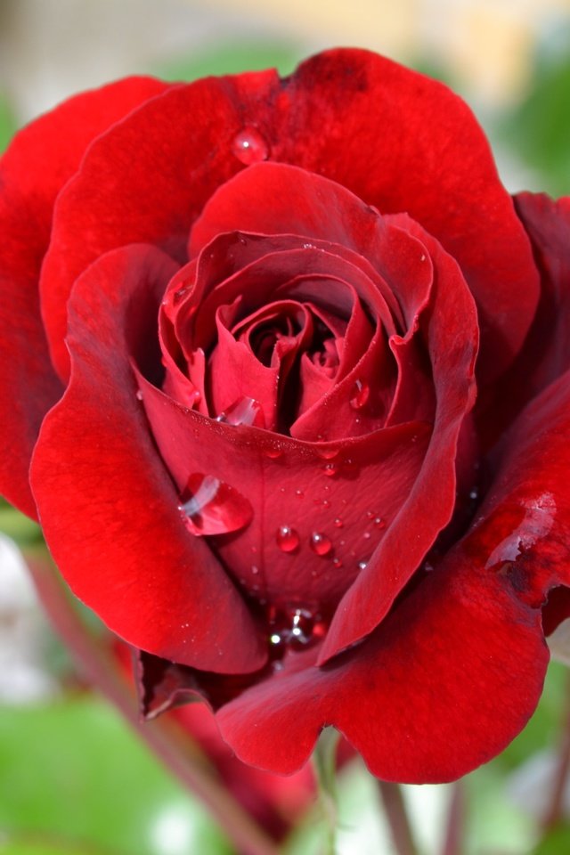 Обои цветы, роза, лепестки, бутон, капли росы, flowers, rose, petals, bud, dew drops разрешение 4608x3072 Загрузить