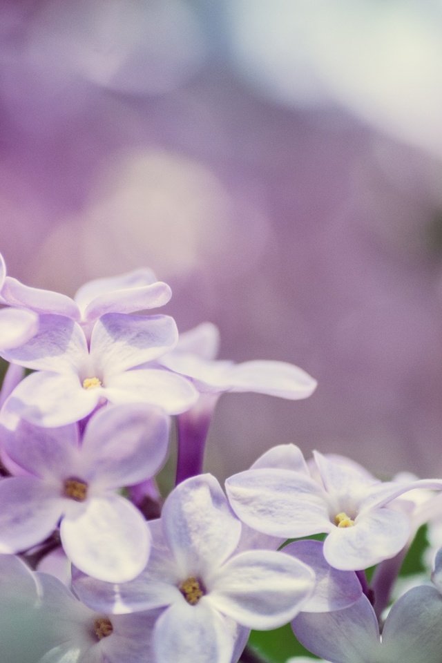 Обои цветы, цветение, макро, весна, сирень, боке, flowers, flowering, macro, spring, lilac, bokeh разрешение 2048x1365 Загрузить