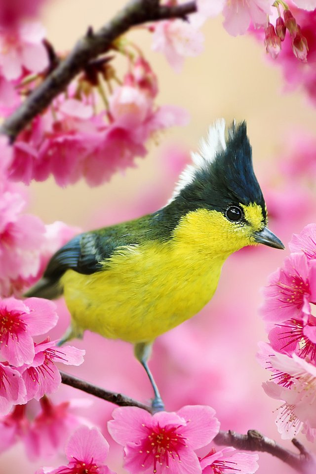 Обои ветка, цветение, птица, весна, вишня, синица, хохлатая синица, branch, flowering, bird, spring, cherry, tit, crested tit разрешение 2048x1365 Загрузить