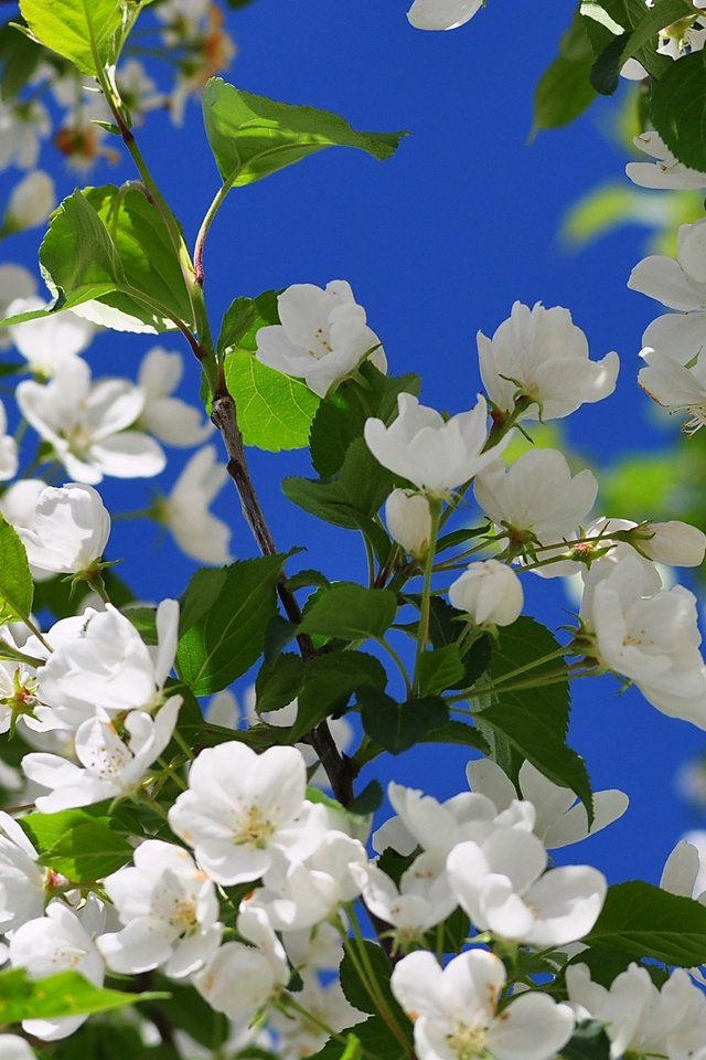 Обои цветы, дерево, цветение, ветки, весна, вишня, яблоня, flowers, tree, flowering, branches, spring, cherry, apple разрешение 3840x2400 Загрузить