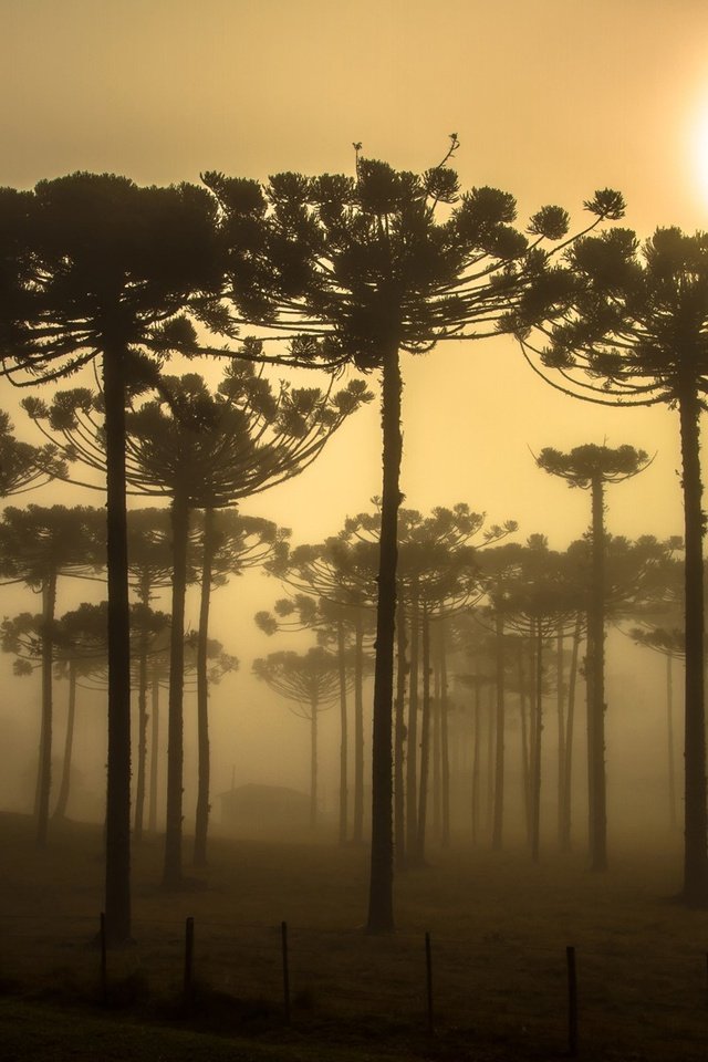 Обои деревья, природа, бразилия, bing, trees, nature, brazil разрешение 1920x1200 Загрузить