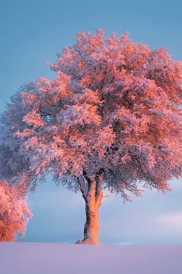 Обои деревья, снег, природа, зима, иней, trees, snow, nature, winter, frost разрешение 1920x1200 Загрузить