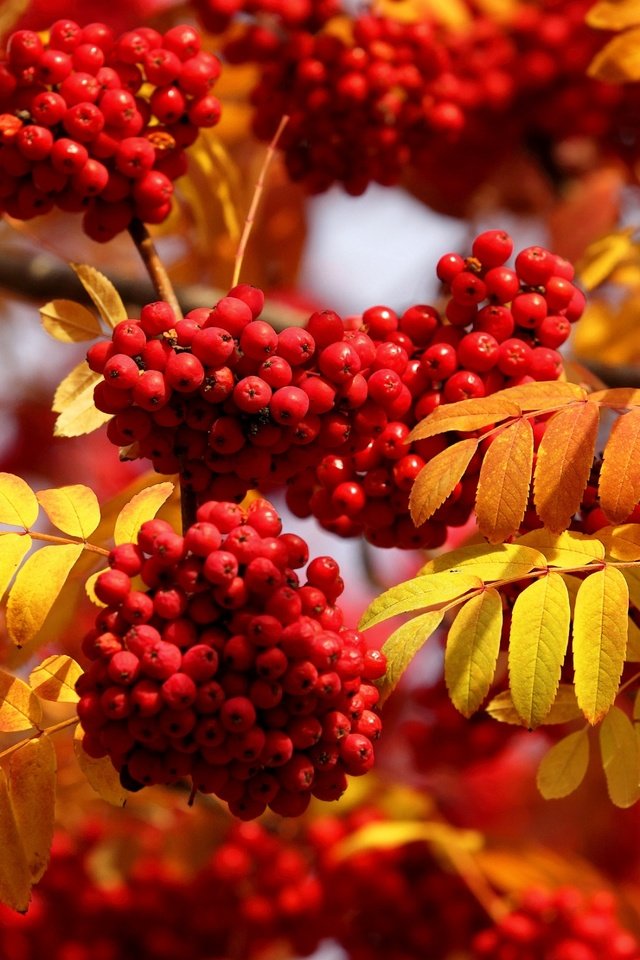 Обои листья, макро, осень, ягоды, рябина, грозди, leaves, macro, autumn, berries, rowan, bunches разрешение 2560x1600 Загрузить
