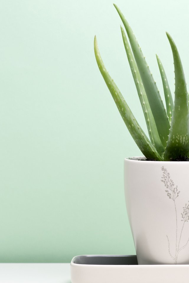 Обои растение, горшок, алоэ, soyhan erim, алоэ вера, plant, pot, aloe, aloe vera разрешение 2560x1600 Загрузить