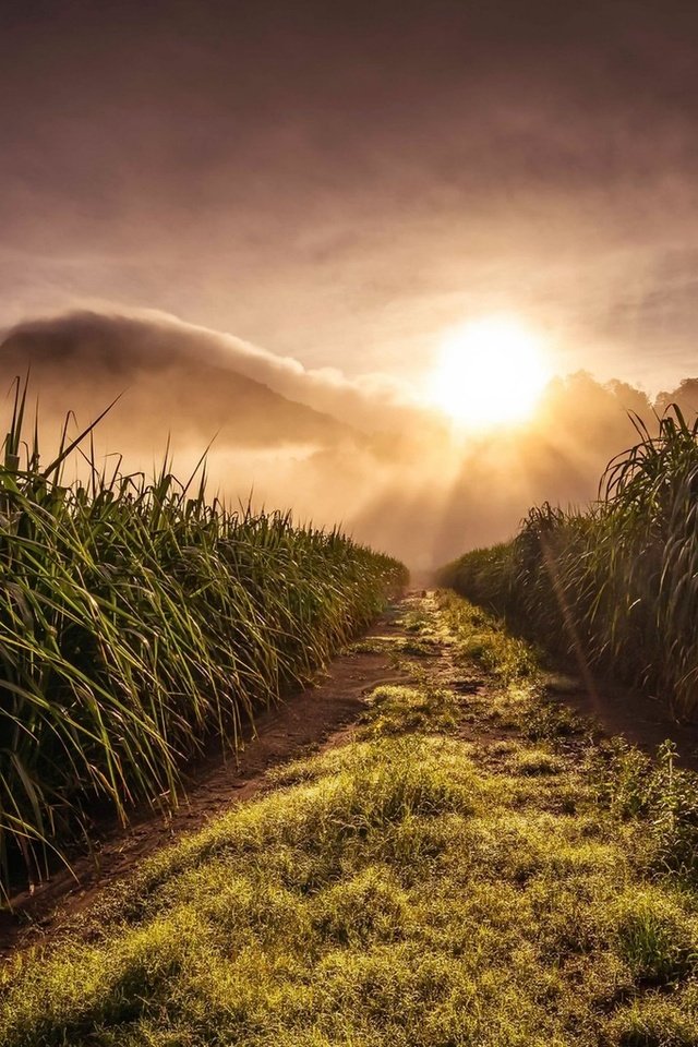 Обои трава, природа, пейзаж, утро, поле, рассвет, grass, nature, landscape, morning, field, dawn разрешение 1920x1080 Загрузить