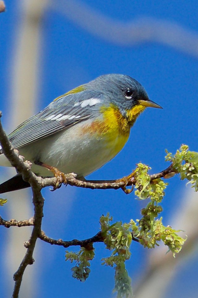 Обои ветка, птица, henrietta oke, белоглазая парула, northern parula., branch, bird, ferruginous of parul разрешение 1920x1200 Загрузить