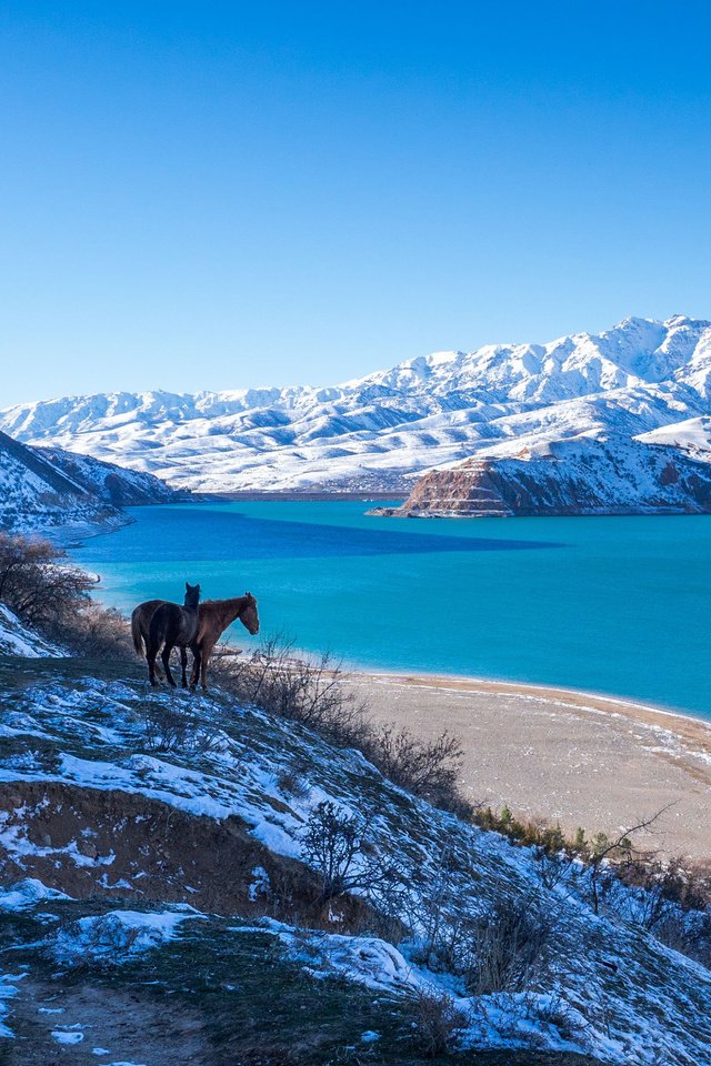 Обои лошадь, озеро, горы, природа, зима, horse, lake, mountains, nature, winter разрешение 3840x2400 Загрузить