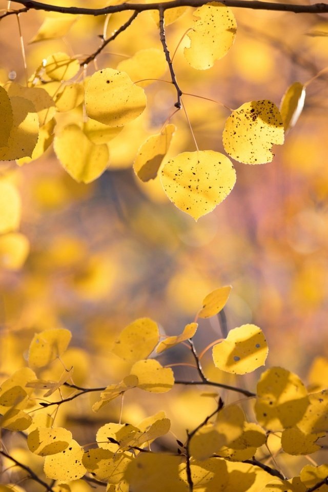 Обои природа, листья, макро, фон, ветки, осень, nature, leaves, macro, background, branches, autumn разрешение 1920x1200 Загрузить