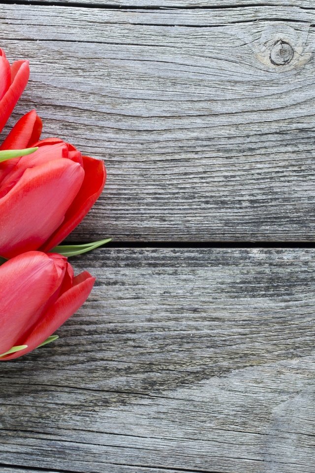 Обои цветы, букет, тюльпаны, красные тюльпаны, flowers, bouquet, tulips, red tulips разрешение 2880x1800 Загрузить