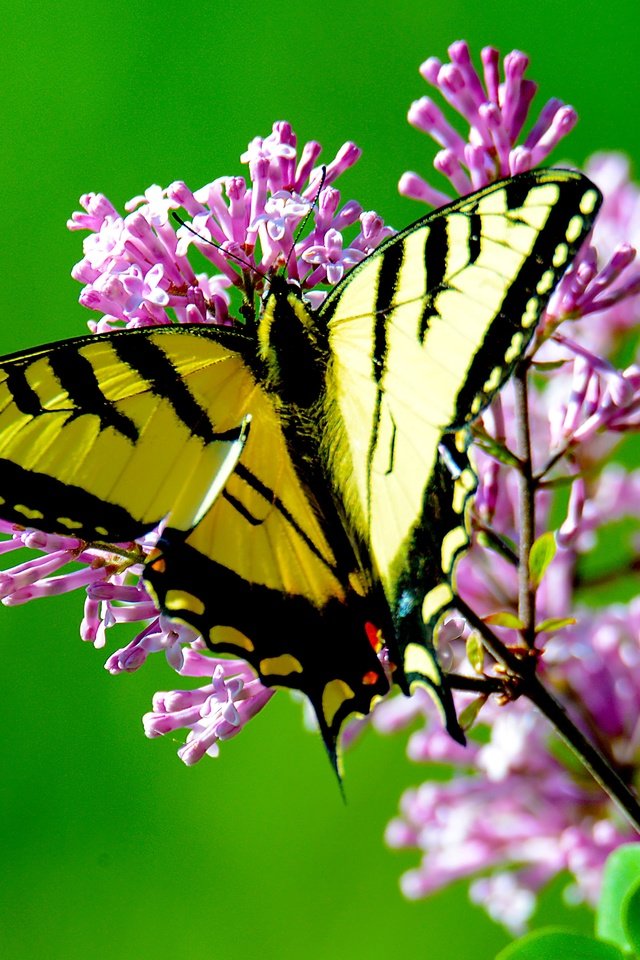 Обои цветы, макро, насекомое, бабочка, крылья, flowers, macro, insect, butterfly, wings разрешение 4787x3539 Загрузить