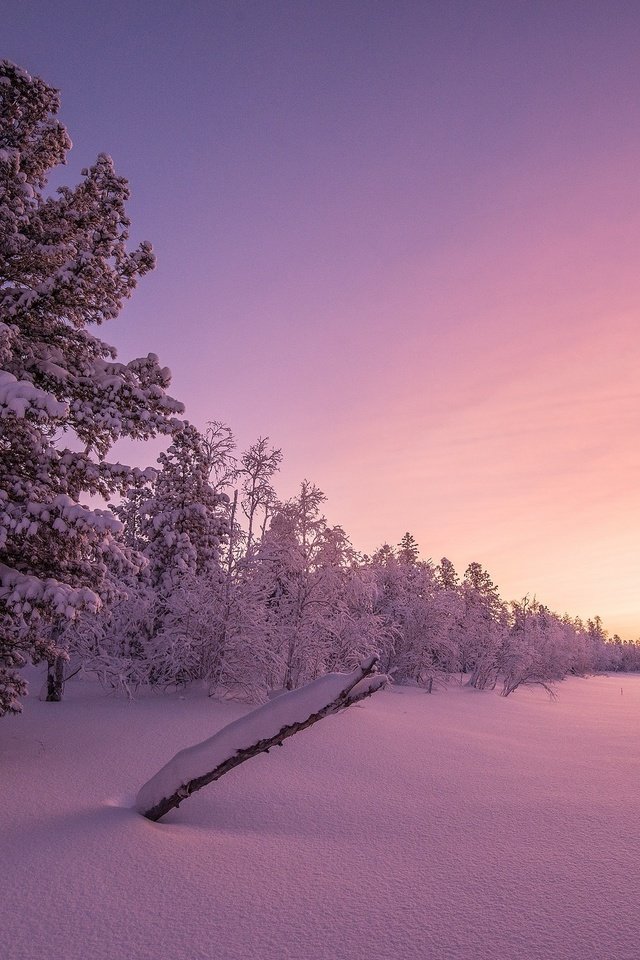 Обои деревья, снег, закат, зима, trees, snow, sunset, winter разрешение 2560x1600 Загрузить