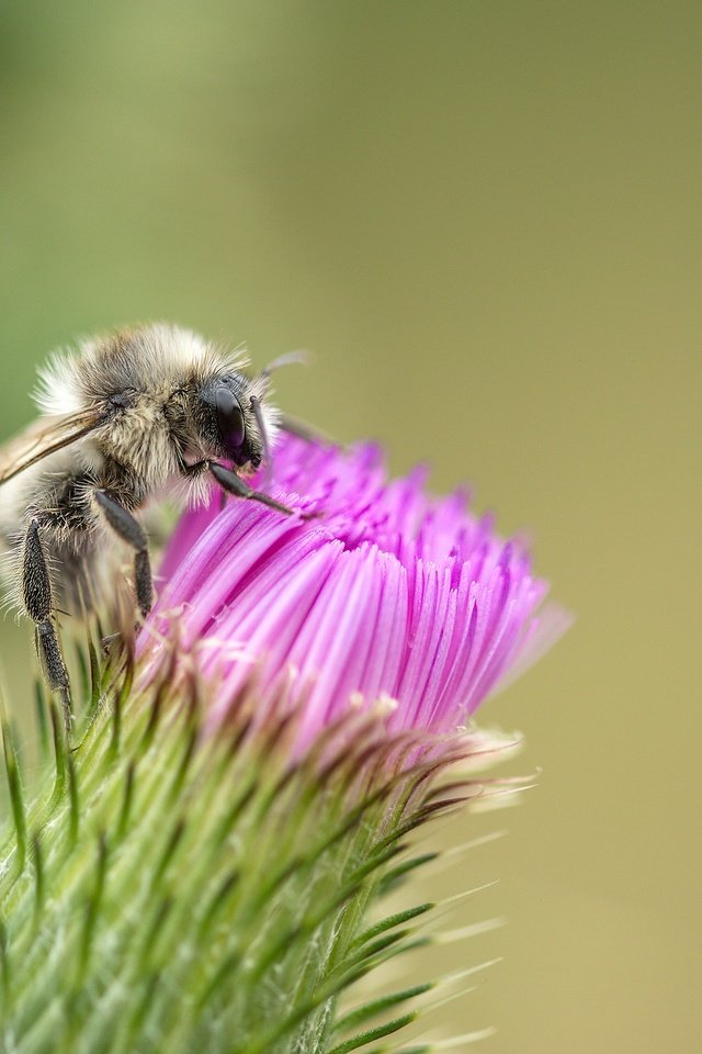 Обои макро, насекомое, цветок, пчела, чертополох, macro, insect, flower, bee, thistle разрешение 1920x1748 Загрузить