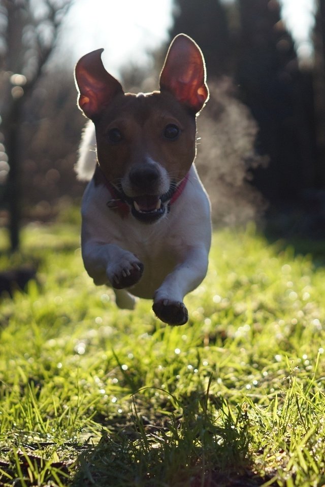 Обои трава, взгляд, собака, прыжок, бег, джек-рассел-терьер, grass, look, dog, jump, running, jack russell terrier разрешение 2560x1600 Загрузить